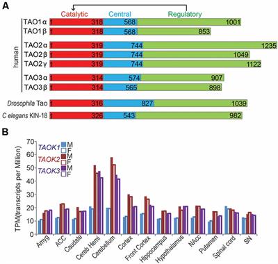 Clinical and Neurobiological Aspects of TAO Kinase Family in Neurodevelopmental Disorders